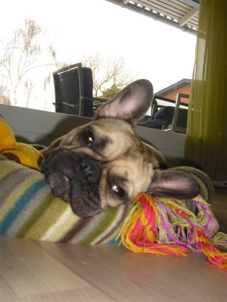 Fransk bulldog Nellie billede 8