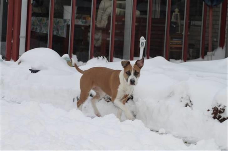 Amerikansk staffordshire terrier Gaia - Gaias første møde med sne, d. 17 december 2009. billede 10