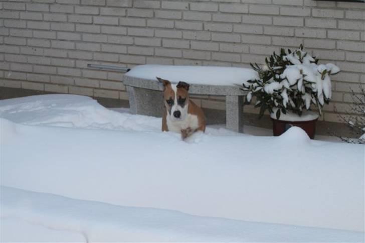 Amerikansk staffordshire terrier Gaia - Gaias første møde med sne, d. 17 december 2009. billede 11