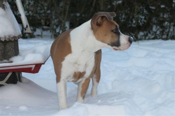 Amerikansk staffordshire terrier Gaia - Gaias første møde med sne, d. 17 december 2009. billede 12