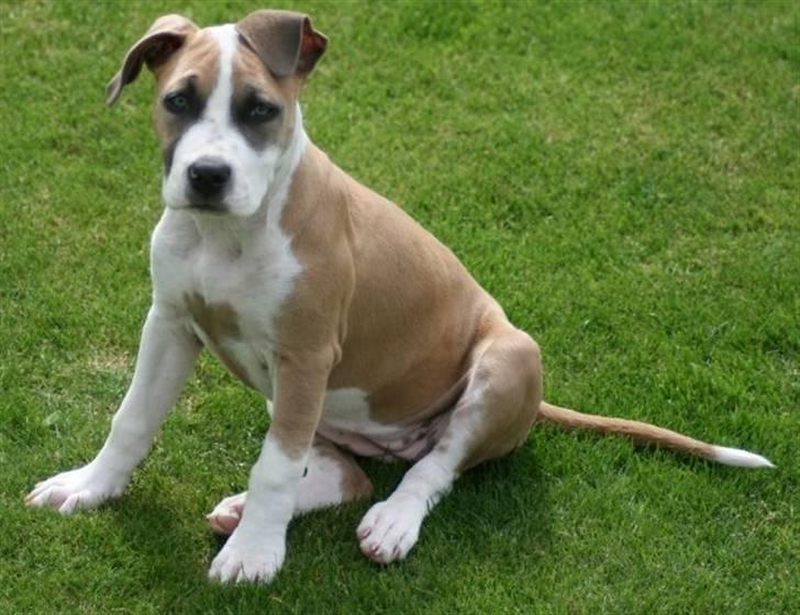 Amerikansk staffordshire terrier Gaia - 4 måneder på billedet. billede 13