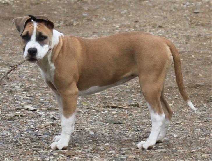 Amerikansk staffordshire terrier Gaia - Lidt over 5 måneder på billedet. billede 14