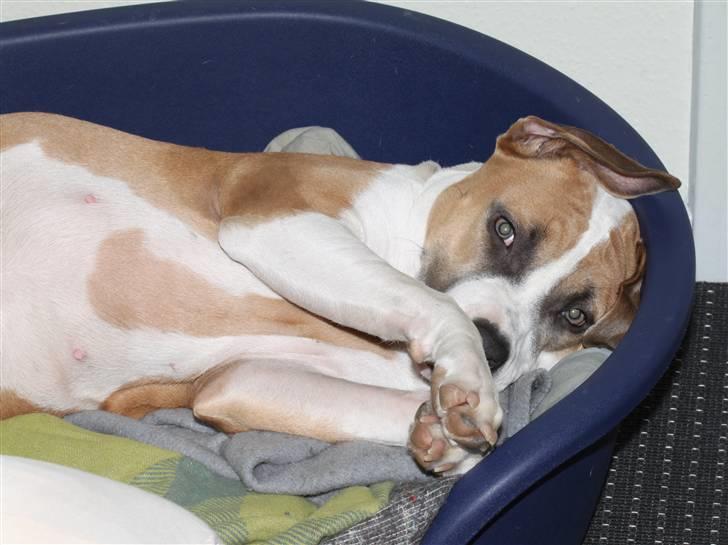 Amerikansk staffordshire terrier Gaia - Lidt over 7 måneder på billedet. billede 15