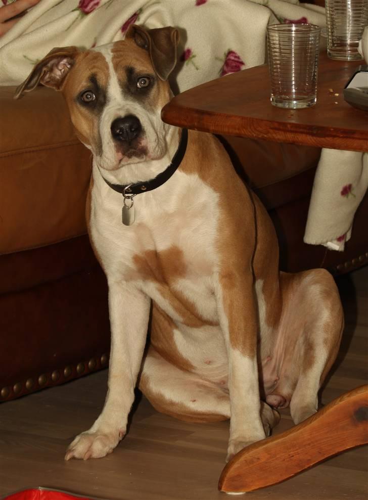 Amerikansk staffordshire terrier Gaia - Lidt over 7 måneder på billedet. billede 16