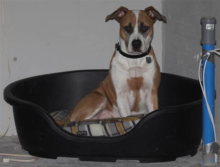 Amerikansk staffordshire terrier Gaia - Lidt over 7 måneder på billedet. billede 17