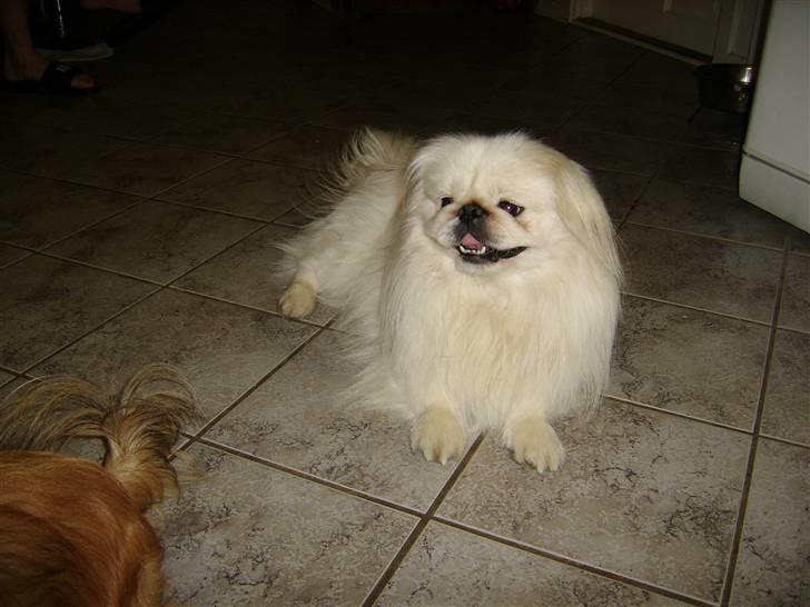 Pekingeser Rex billede 1