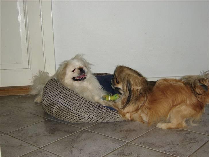 Pekingeser Rex billede 2