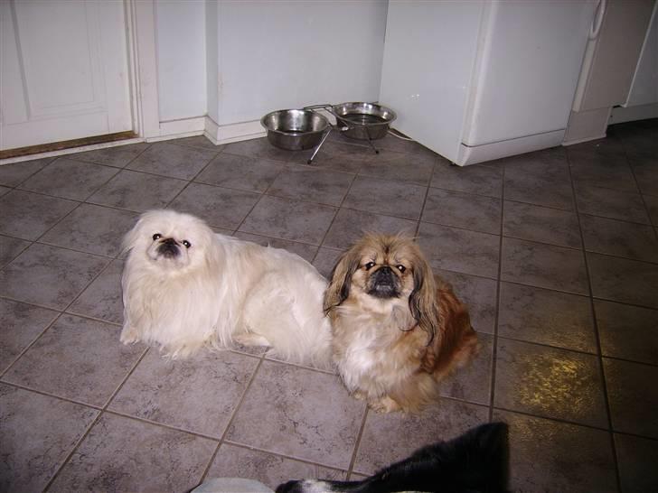 Pekingeser Rex billede 3