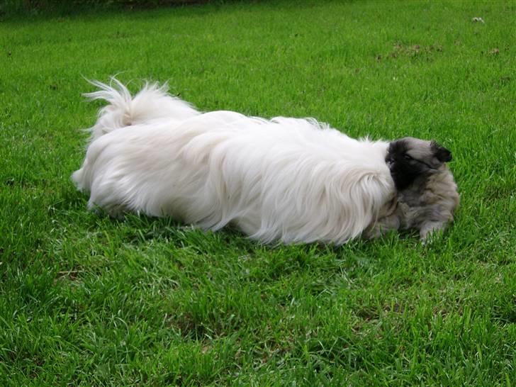 Pekingeser Rex billede 4