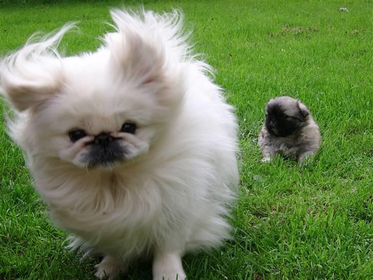 Pekingeser Rex billede 5