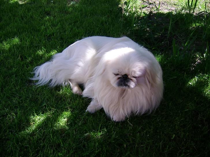 Pekingeser Rex billede 6