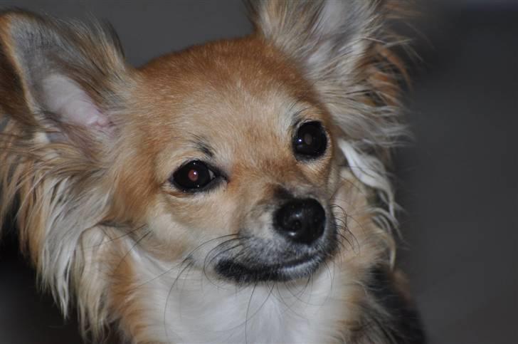 Chihuahua Lerche`s Miss Pepsi( udstationeret) - 10/11 2010 billede 1