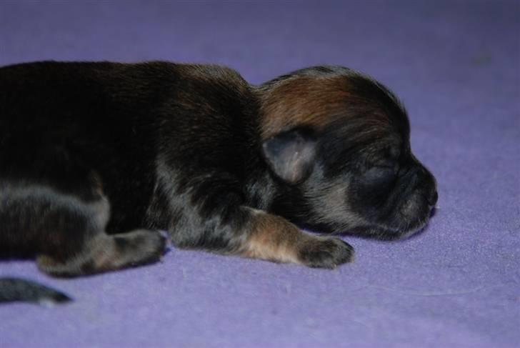 Chihuahua Lerche`s Miss Pepsi( udstationeret) billede 2