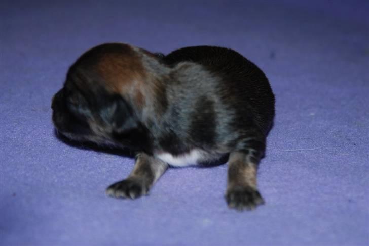 Chihuahua Lerche`s Miss Pepsi( udstationeret) billede 3