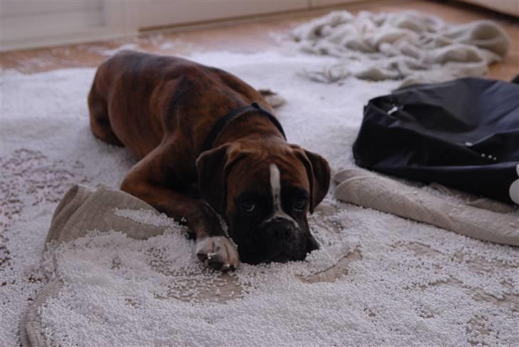 Boxer Milio - Kan man se mere uskyldig ud? billede 11