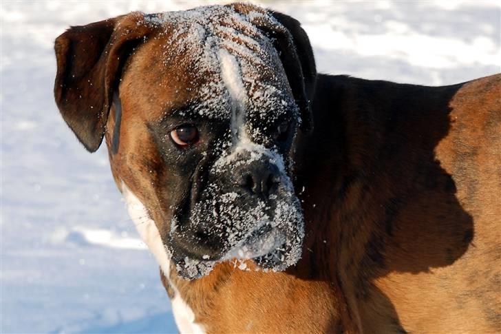 Boxer Milio billede 12