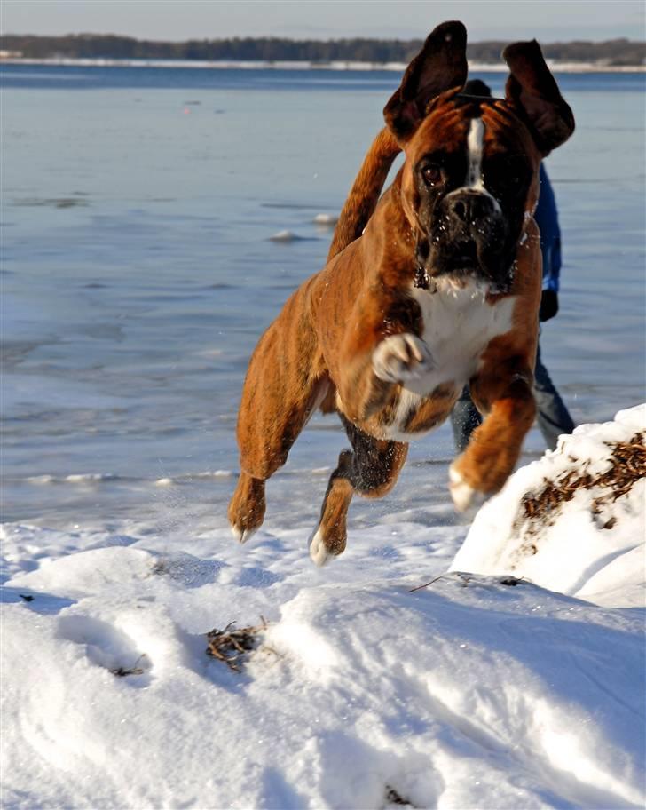 Boxer Milio billede 13