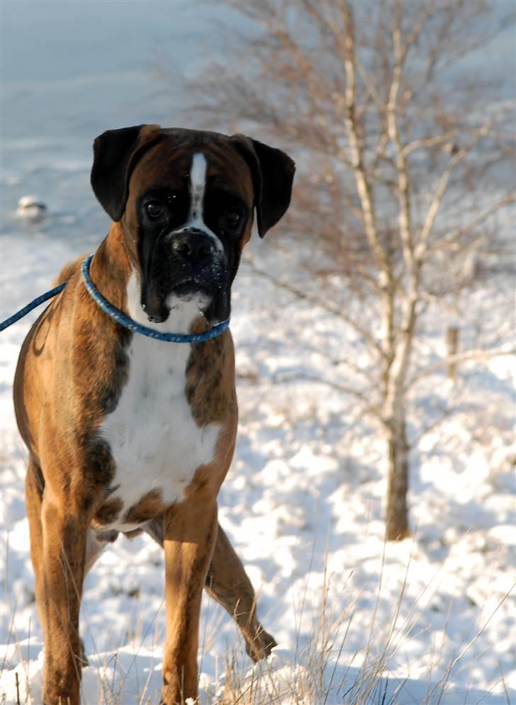 Boxer Milio billede 14