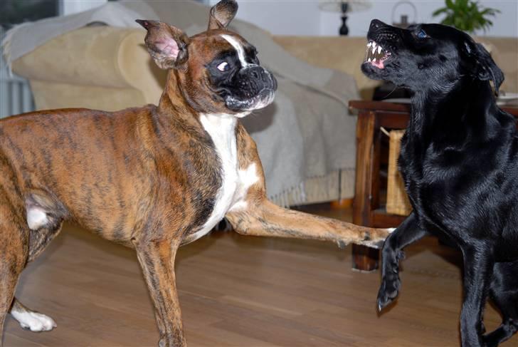 Boxer Milio billede 15