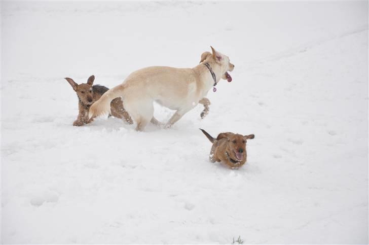 Blanding af racer Luzi - luzi og hendes gravhundevenner i sneen 2010 billede 12