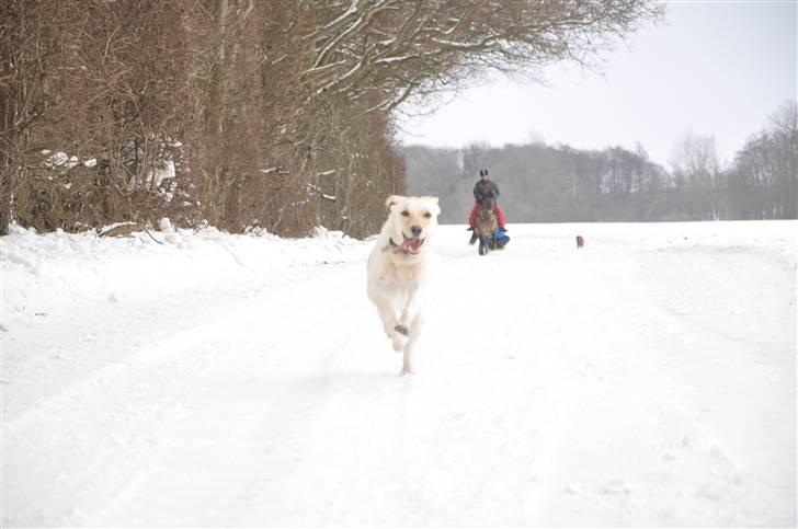 Blanding af racer Luzi - "jea jeg er hurtiger end hesten !!! " smile ud og kelke med hesten billede 13
