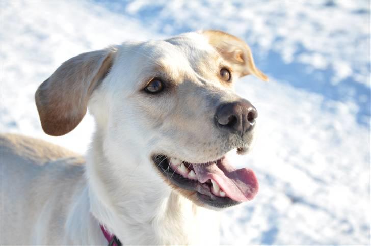 Blanding af racer Luzi - just luzi billede 14