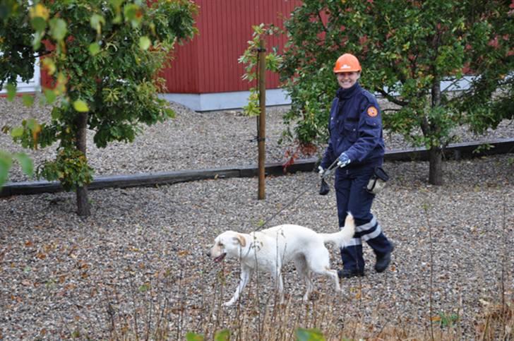 Blanding af racer Luzi - luzi og jeg til redningshundeprøve i tinglev....  billede 16