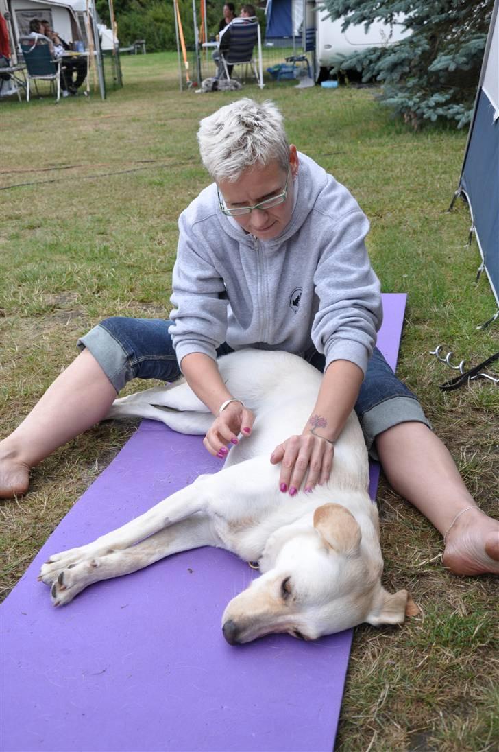 Blanding af racer Luzi - luzi får massage.... 1. dag af vores ferie i svergie 09 billede 17