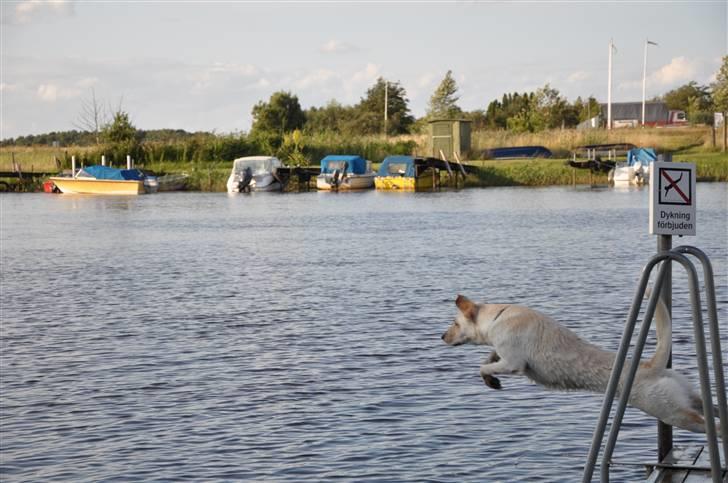 Blanding af racer Luzi - i belive i can fly !!!!! luzi i hendes element !!! billede 19