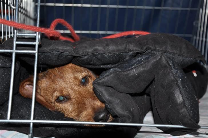 Gravhund Zoya - sluk så for lyset !!! billede 4