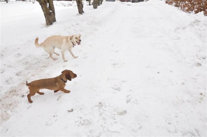 Gravhund Zoya - sneeeeeeeeeeee billede 6