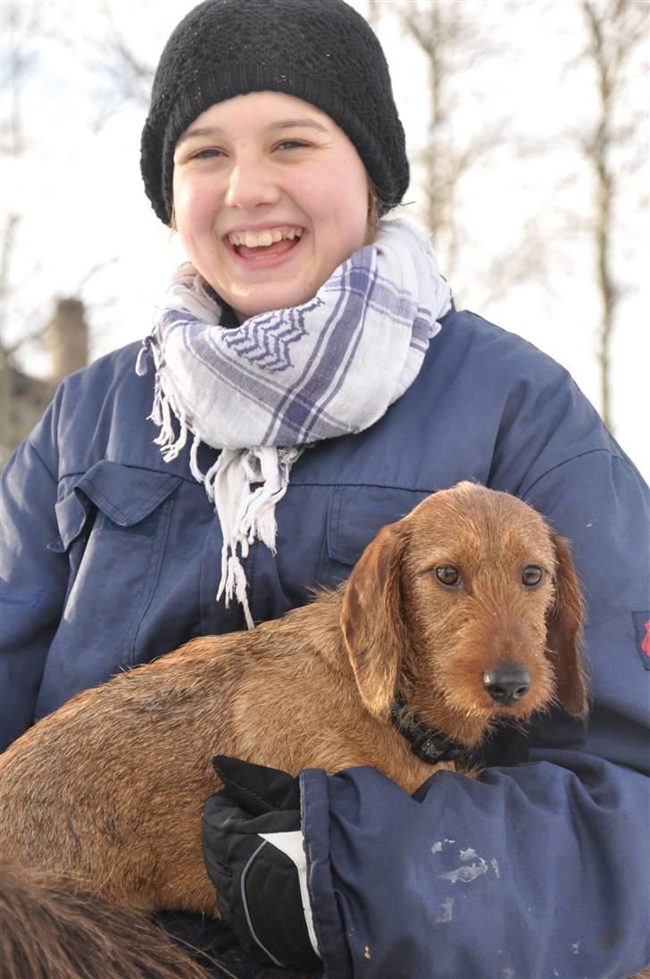 Gravhund Zoya - kan ikke gå mere, skal bæres.... billede 7