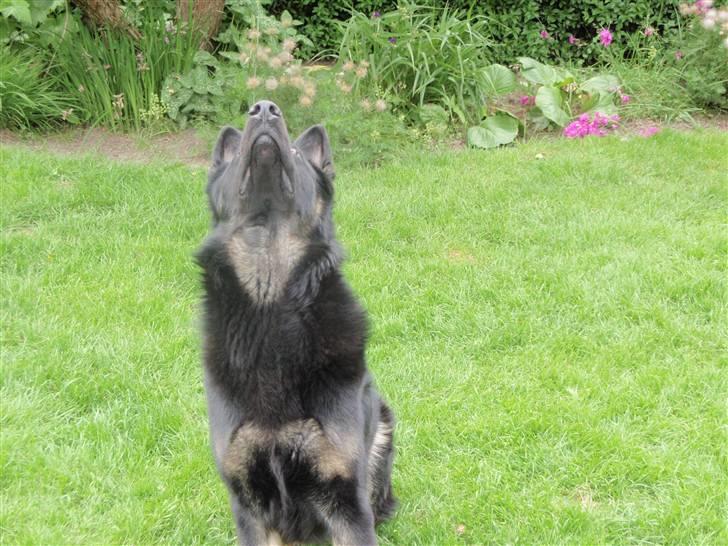 Schæferhund Charlie - Gad vide hvornår bolden kommer ned !! billede 16