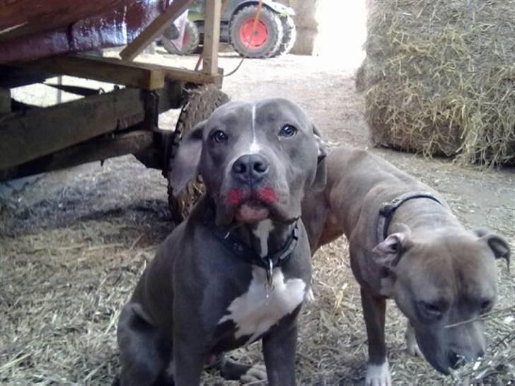 Amerikansk staffordshire terrier "Bob" <3 >>HVIL I FRED<< - Frøken Bob :)  billede 11