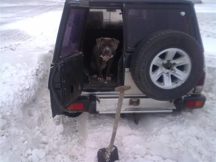 Amerikansk staffordshire terrier "Bob" <3 >>HVIL I FRED<< - Du skovler bare mor, så venter jeg her :) billede 12