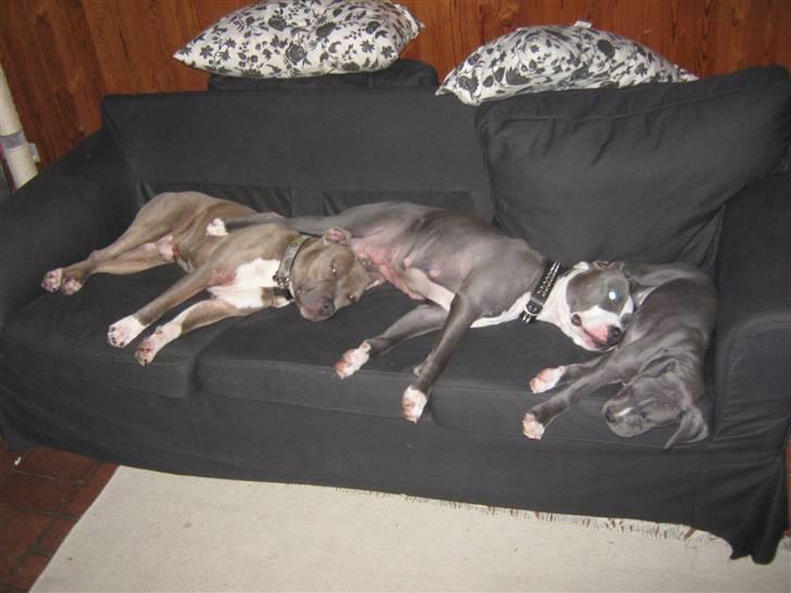 Amerikansk staffordshire terrier "Bob" <3 >>HVIL I FRED<< - Far, mor og Bob billede 13