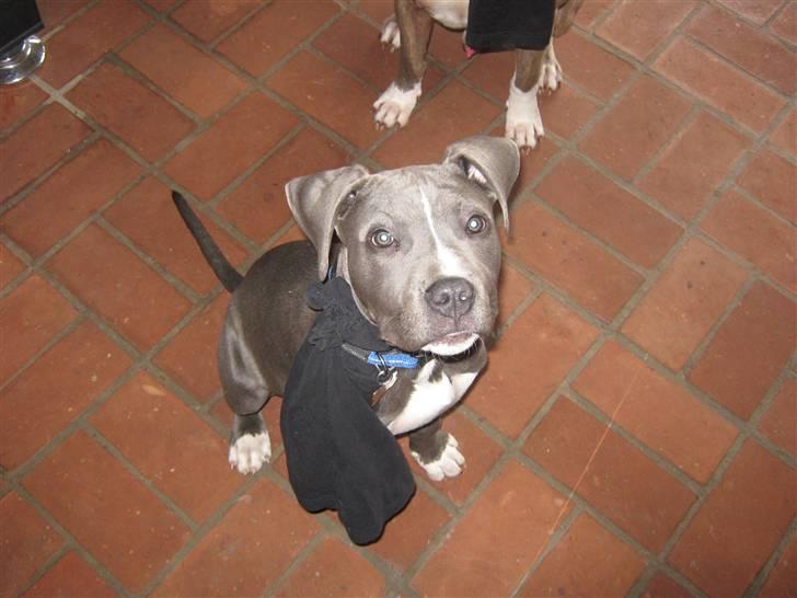 Amerikansk staffordshire terrier "Bob" <3 >>HVIL I FRED<< billede 14