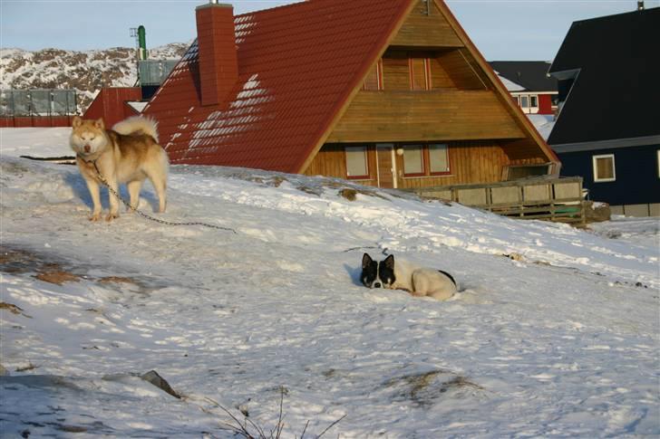 Grønlandshund Perruu billede 12
