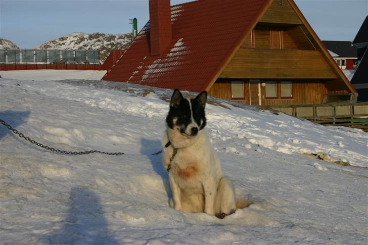 Grønlandshund Perruu billede 13