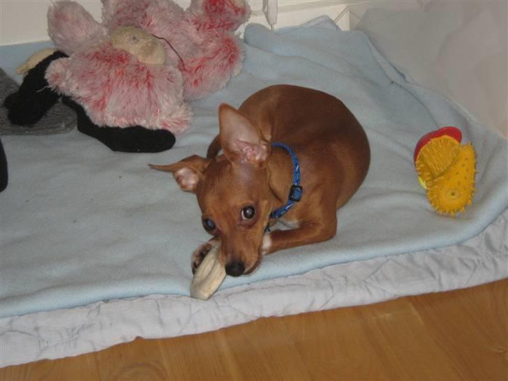 Blanding af racer Bailey billede 16