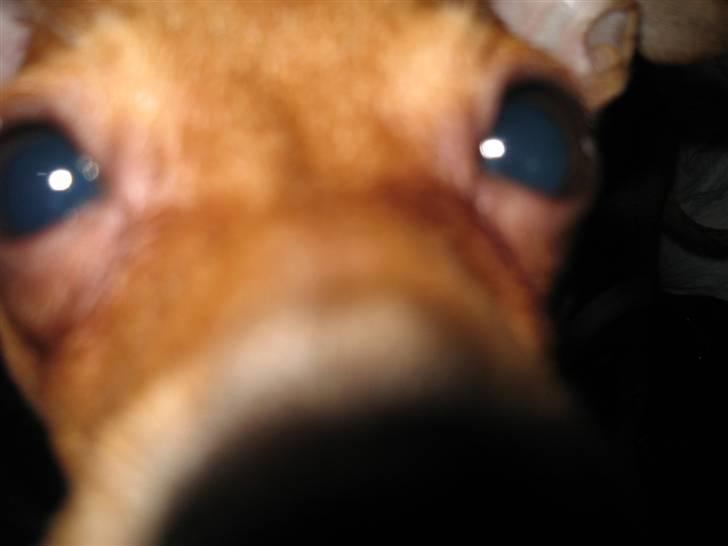 Blanding af racer Bailey - Uhh, hvad er mon det? billede 17