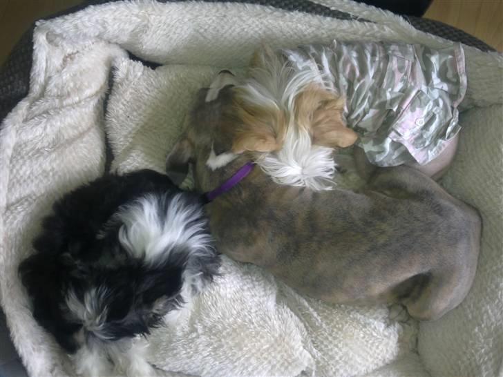 Chinese crested powder puff Noi Noi - Putter sammen med Lunse og Bella billede 8