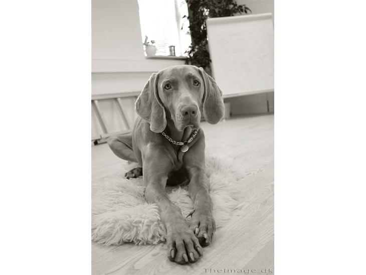 Weimaraner Bomlaz im Stoffer billede 1