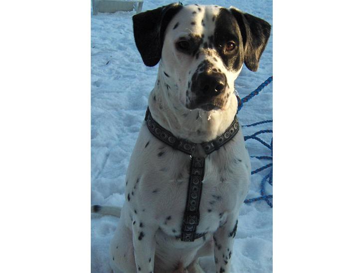 Blanding af racer pongo R.I.P billede 1