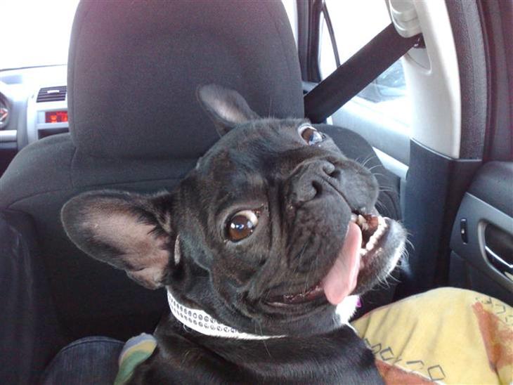 {{currentPhoto.altText}} billede {{currentPhoto.number}}