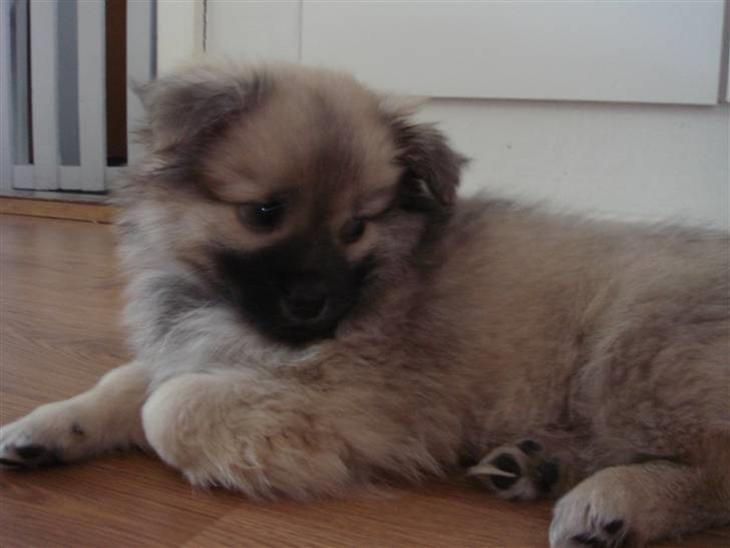 {{currentPhoto.altText}} billede {{currentPhoto.number}}