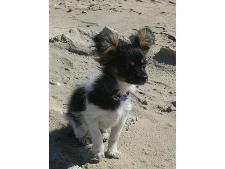 {{currentPhoto.altText}} billede {{currentPhoto.number}}