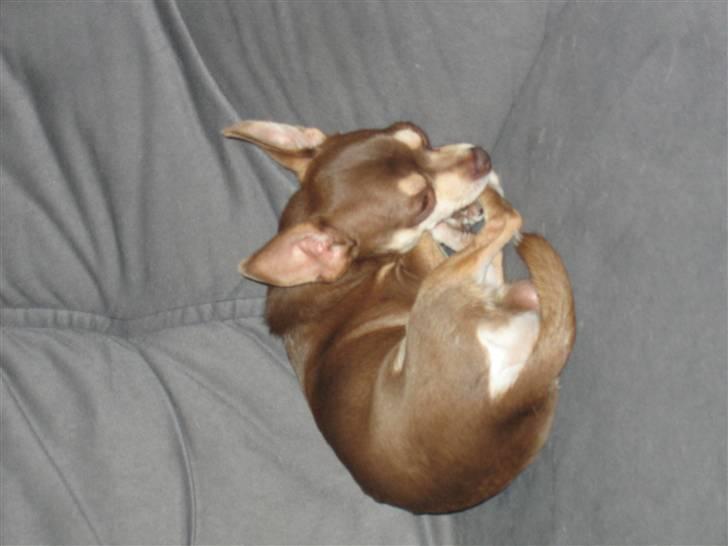 Chihuahua Peanuts - Billeder af - Uploaded Lis R