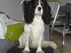 Cavalier king charles spaniel Sean
