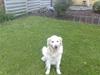 Golden retriever niki